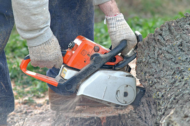 Trusted Bennett, CO Tree Care Experts